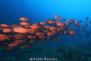 nikon d2x 12-24mm by Puddu Massimo 
